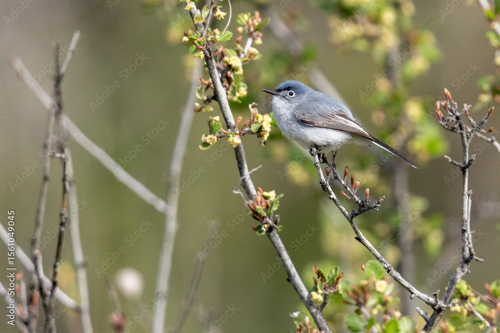 Fototapeta premium A wild blue-gray gnatcatcher perched in a tree in a park in Colorado.