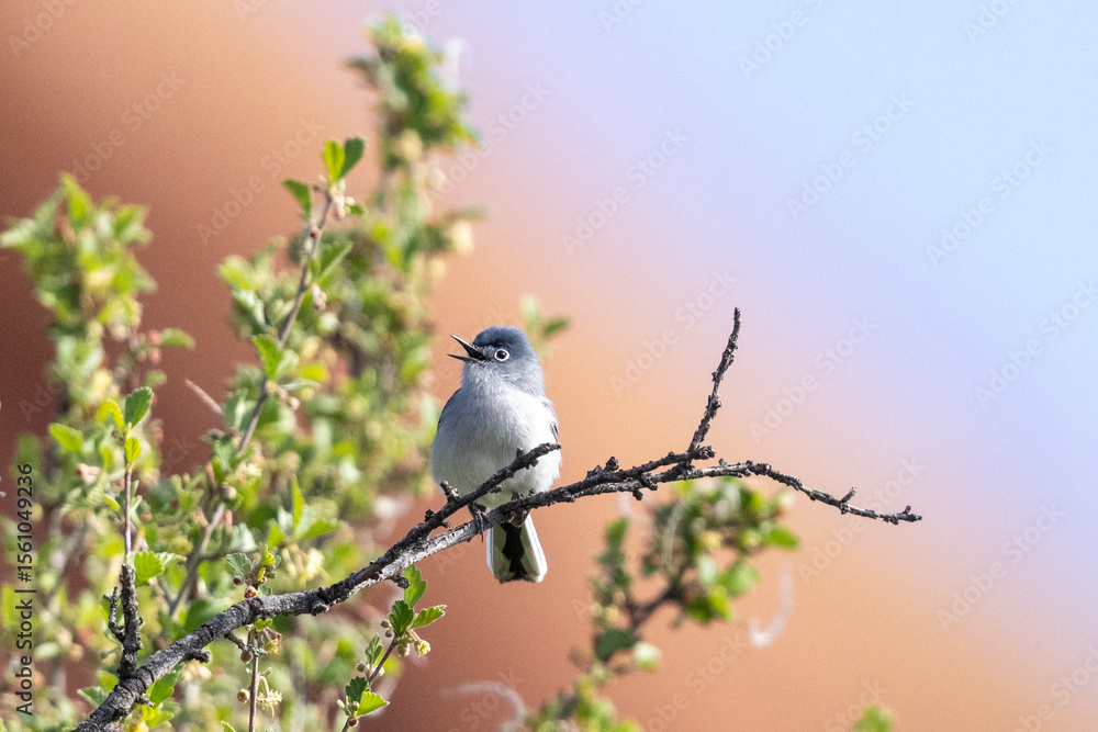 Fototapeta premium A wild blue-gray gnatcatcher perched in a tree in a park in Colorado.