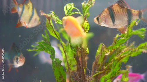Goldfish or fish in an aquarium