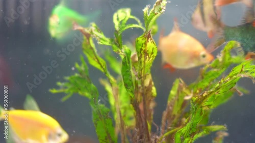 Goldfish or fish in an aquarium