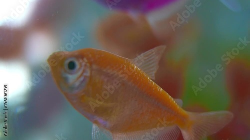 Goldfish or fish in an aquarium