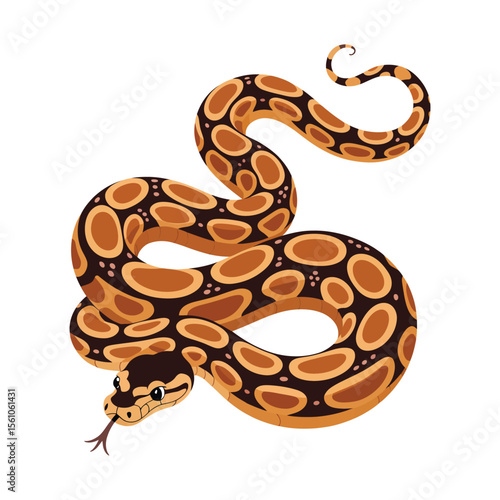 A cute burmese python snake on white background