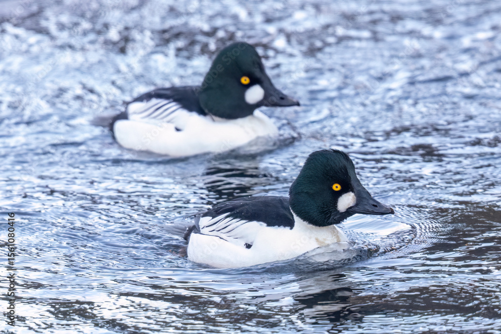 Fototapeta premium Wild common goldeneye in a river in Colorado