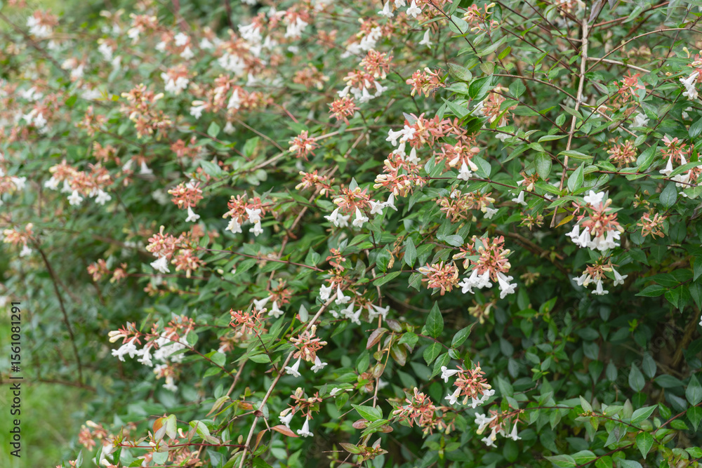 Fototapeta premium アベリアの花・ハナツクバネウツギ