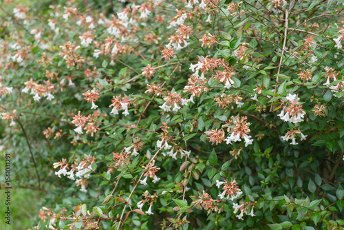 アベリアの花・ハナツクバネウツギ © aomas