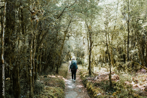 Wallpaper Mural Hiking in the forest, Milord Track Torontodigital.ca