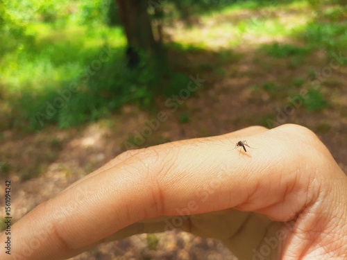 Aedes mosquitoes are feeding on the blood of hikers.