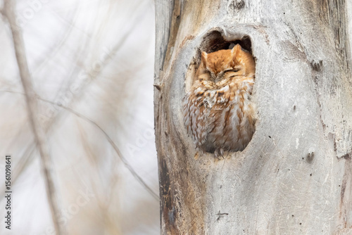 Canvas Print An eastern screech owl sleeping in a tree in Colorado.