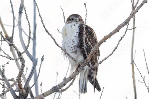 A wild ferruginous hawk perched in a tree in Colorado.