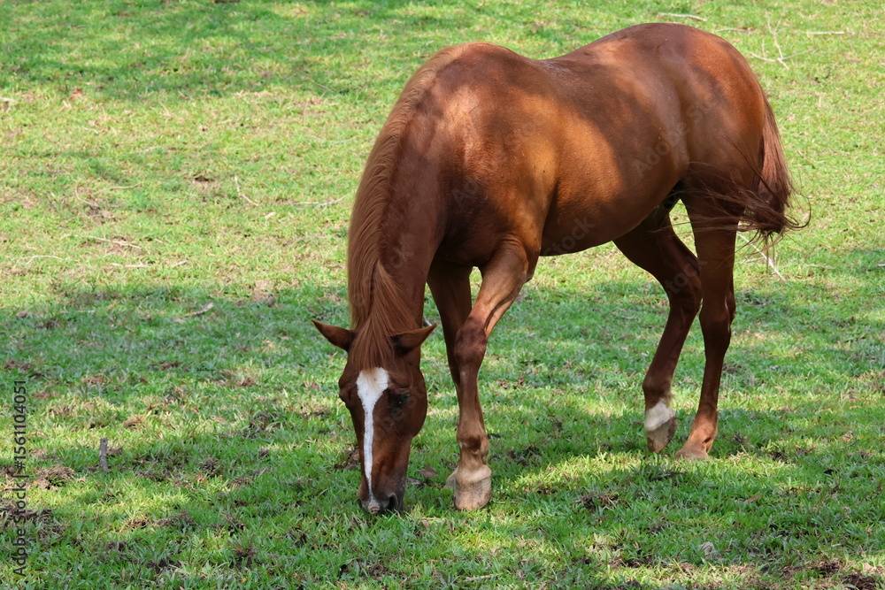 Fototapeta premium Horse - Brown horse (Equus ferus caballus) grazing on the green grass below the cool shade of a tree, under the bright afternoon sun.