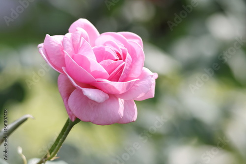 Wallpaper Mural Pink Rose - Bright Pink Rose flower (Rosa sp.) illuminated by the evening sun. Note the beautiful pink colored petals which unfold outwards, from a central axis. Torontodigital.ca