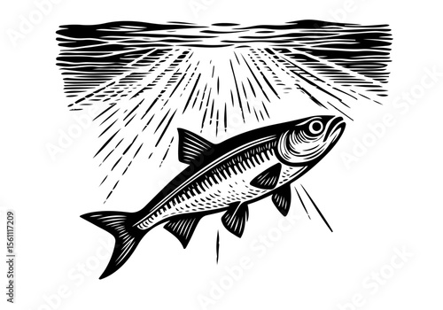 Minnow Fish Simple Hand Drawn Natural Illustration Stylized as Linocut Vector Isolated by AZ for Books, Arts, Design and Decoration Graphic Asset