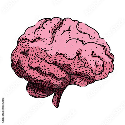 neurons brain sketch hand drawn vector