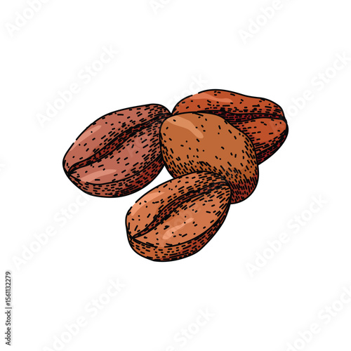 robusta cofeee bean sketch hand drawn vector