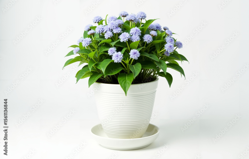 Lavender Flowering Plant in White Ribbed Ceramic Pot on White Background Lavender Flowering Plant in White Ribbed Ceramic Pot on White Background