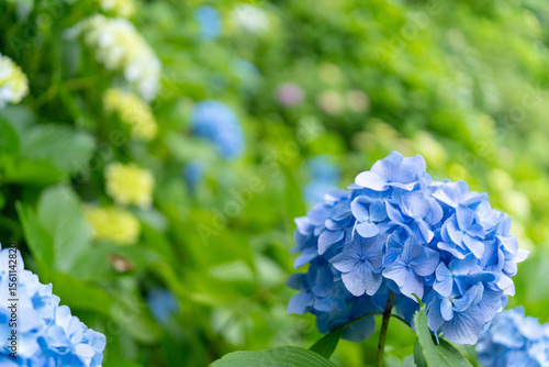 あじさい　花　梅雨　青