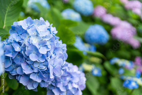 あじさい　花　梅雨　青