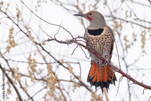 A wild northern flicker perched in a tree in Colorado.