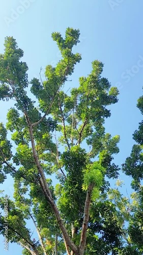 Leaves against a blue sky backdrop rise from the trunks of tall trees.