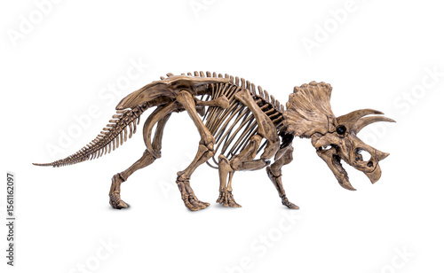 Complete fossil skeleton of dinosaur three horns Triceratops isolated on white background.