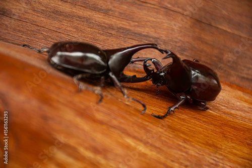 Dynastinae or rhinoceros beetles fighting on wooden surface. Close-up shot showing their horns and shiny exoskeleton, popular in insect fights and nature photography