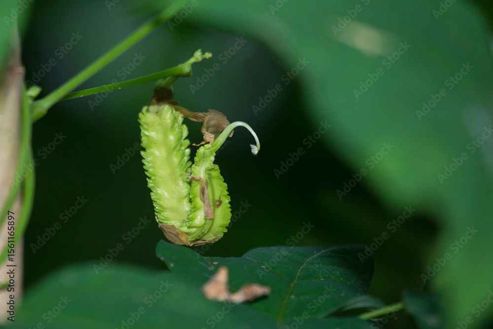 Naklejka premium Winged beans are flourishing in the backyard.