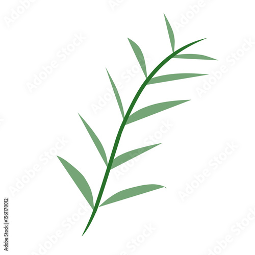 bamboo isolated on white