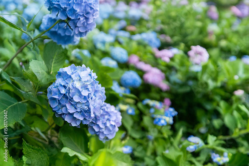 あじさい　梅雨　青　紫　花畑