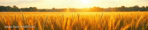 A vast expanse of tall prairie grasses swaying gently in the breeze, sunlight illuminating the golden hues Perfect for nature, environmental, and landscape projects , yellow, country
