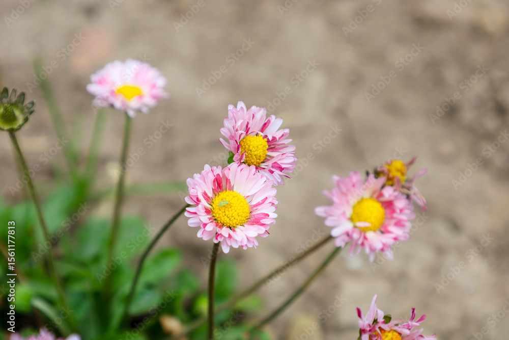 Fototapeta premium A close-up of pink daisies with yellow centers growing on a blurred soil background. This image is perfect for showcasing spring beauty, the tenderness of flowers, and details of nature.