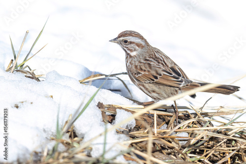 Wallpaper Mural A wild song sparrow in a park in Colorado. Torontodigital.ca