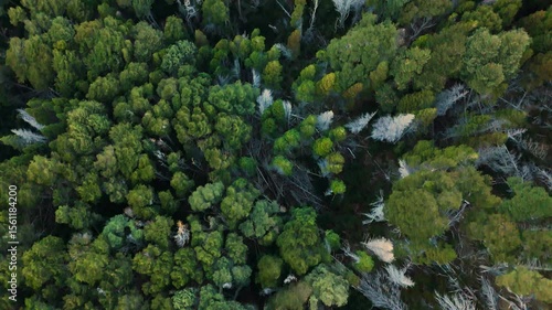 Drone shot capturing the lush, dense forest canopy in Villa La Angostura, nestled in Patagonia, Argentina. A vibrant and untouched natural landscape filled with native trees and greenery