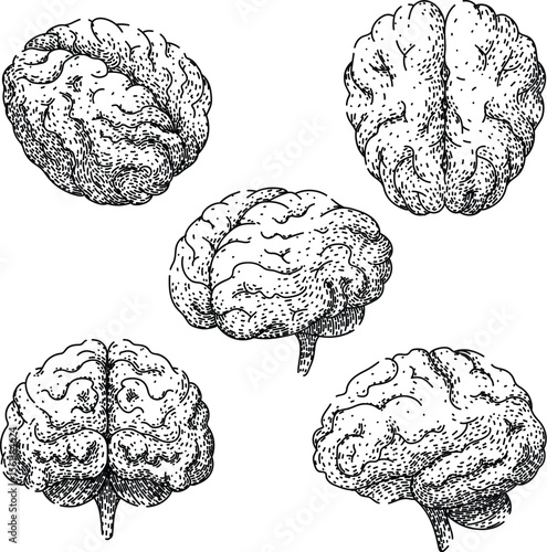 brain set sketch hand drawn vector