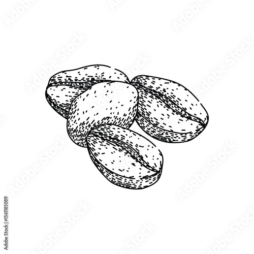 robusta cofeee bean sketch hand drawn vector