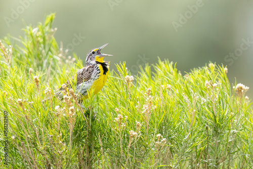 A wild western meadowlark in a park in Colorado