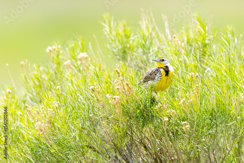 A wild western meadowlark in a park in Colorado