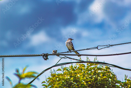 Bird on power line