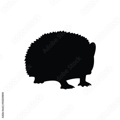 Hedgehog curled
