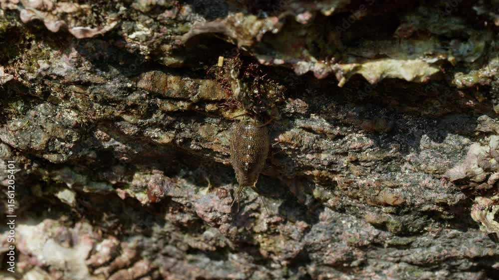 Ligia Exotica (Sea Roach) Feeding on Microalgae. Ligia Exotica (Sea Roach) Feeding on Microalgae.