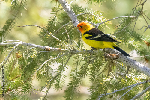 A wild western tanager perched in a tree in a park in Colorado.