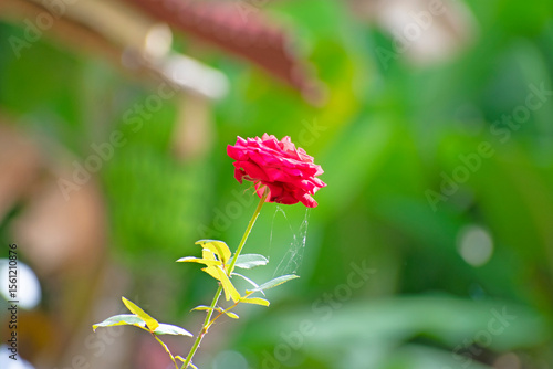 red rose