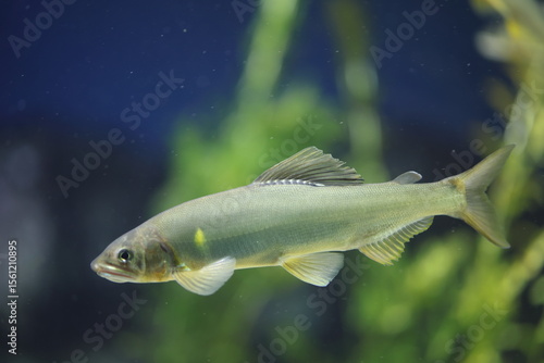 The ayu sweetfish (Plecoglossus altivelis), or sweetfish, is a species of fish. It is the only species in the genus Plecoglossus and family Plecoglossidae.