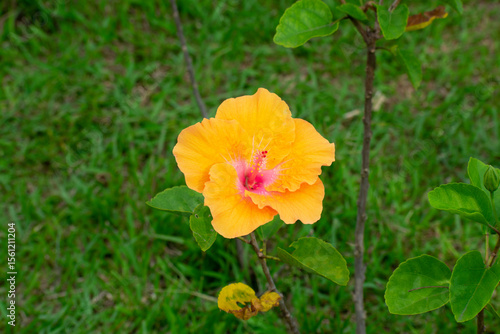 hibiscus
