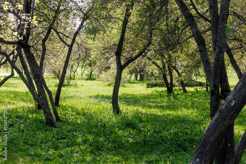 Naklejka premium Cherry Orchard. Beautiful summer photo of cherry trees in the garden after flowering.