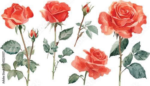 Watercolor Illustration of Orange Roses with Leaves and Buds on White Background