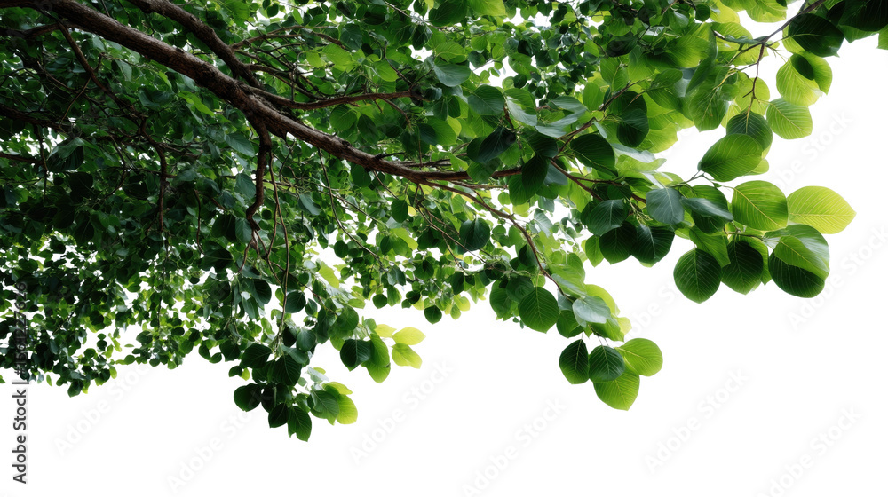 Obraz premium Green Canopy Above: A close-up shot of vibrant, verdant foliage on a tree branch, reaching towards the sky, suggesting tranquility and a connection with nature's beauty.
