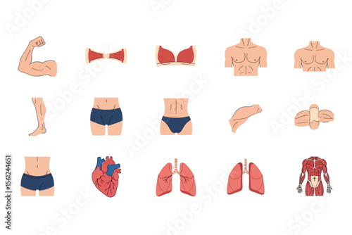 Human Body Organs and Muscular System Anatomy Vector Illustration
