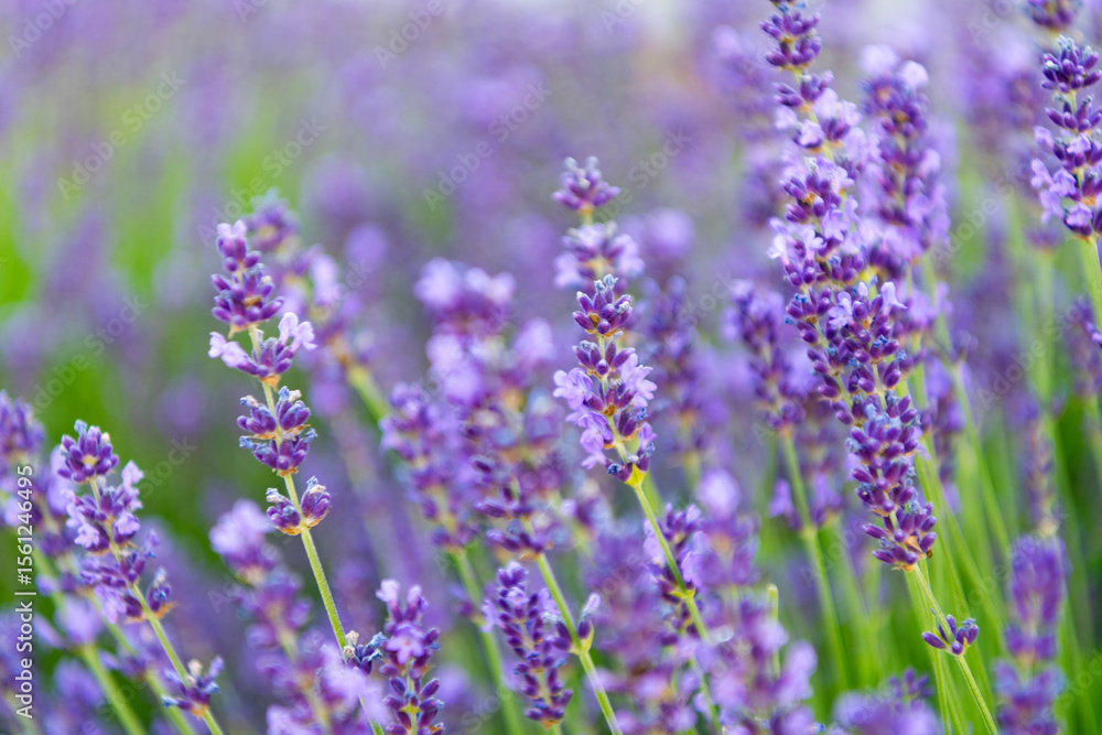 Purple lavender. Lavender flower in summer. France Provence field. Purple lavender bloom in nature. Composition of nature. Summer blooming flower. Blooming flower field. Field of lavender Purple lavender. Lavender flower in summer. France Provence field. Purple lavender bloom in nature. Composition of nature. Summer blooming flower. Blooming flower field. Field of lavender