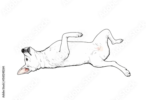 White dog lying on back with paws up in playful position  