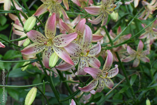 Pink Corsage lily flowers blooming in the garden in spring